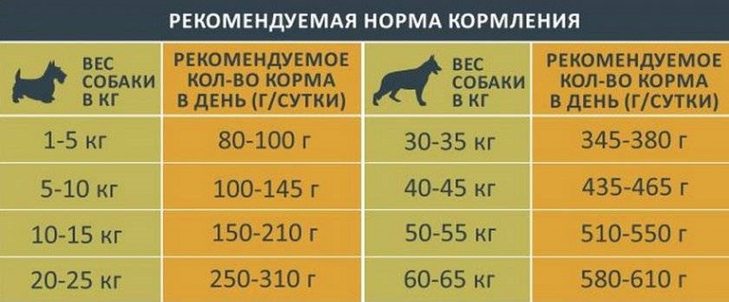 Выбираем корм для мелких собак 6.jpeg