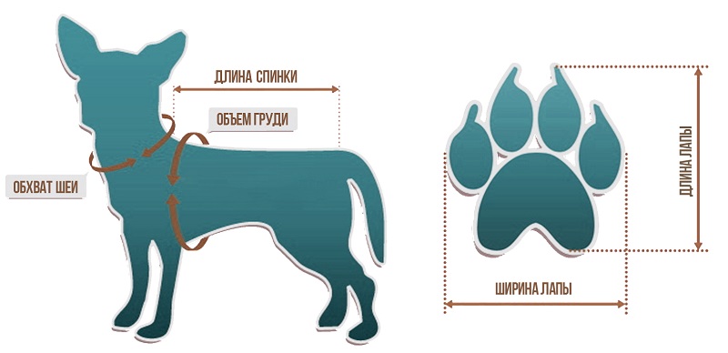 Как правильно измерить рост собаки 3.jpeg